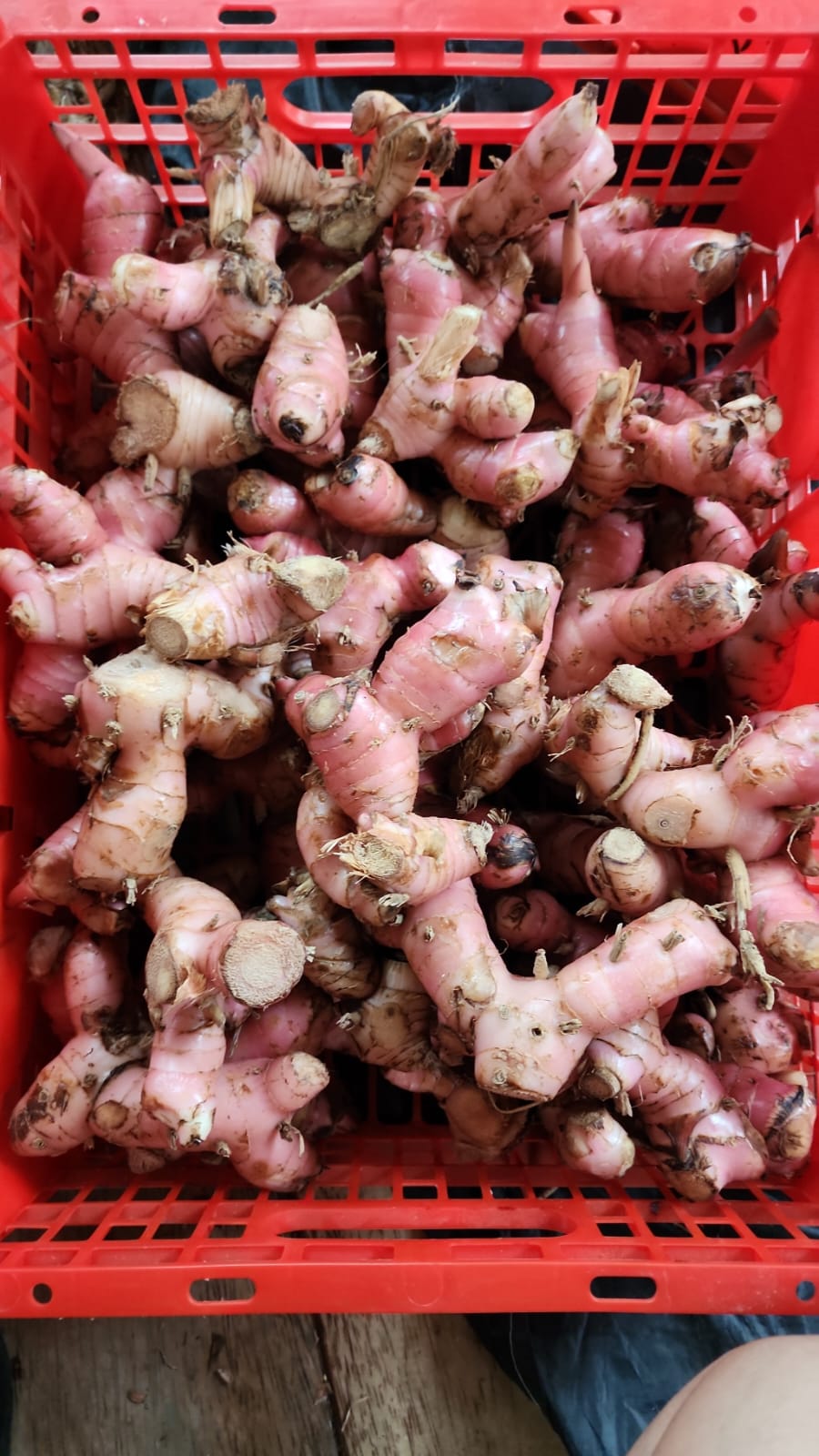 Galangal from Indonesia A Premium Export Spice with Global Health Benefits