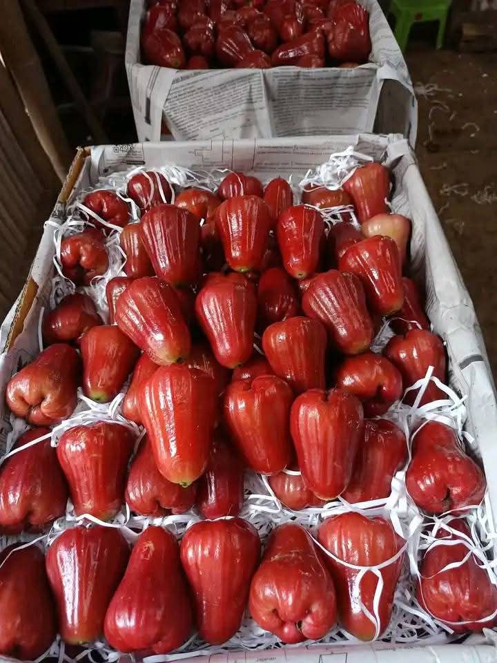Rose Apple